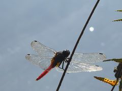 -靖西鹅泉风景区