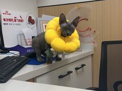 -瑞派·关忠动物医院·猫专科·犬专科(三环新城店)