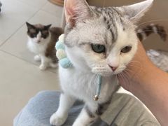 -怪兽屋·羊驼·猫咖·狗咖(俊华广场店)