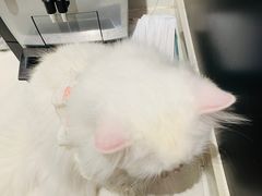 -MOCHA明星猫咖(田子坊店)