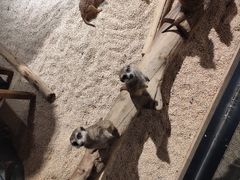 -天津zoonly动物主题公园