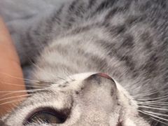 -瑞派福兴宠物医院犬猫全科·骨科·中西医结合(河东店)