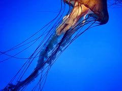 -太平洋海底世界