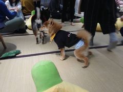 -逗柴咖啡屋·狗咖猫咖宠物桌游