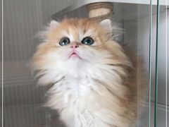 -Bastet sally猫舍购宠(静安店)