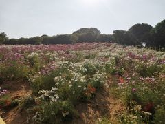 -松山湖梦幻百花洲
