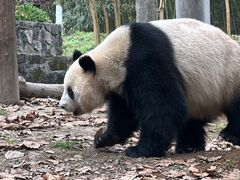 -都江堰中华大熊猫苑