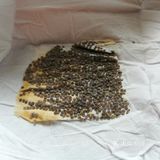 这次为了满足小朋友的好奇心