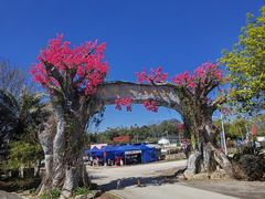 -天适樱花悠乐园