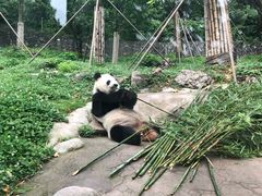 -都江堰中华大熊猫苑