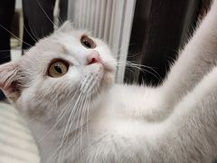 -藏猫猫咖啡主题馆(中央大道店)