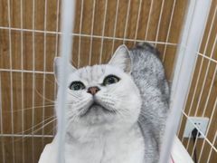 -辛巴宠物医疗中心·骨科·内分泌专科·心肾专科(亭林公园店)