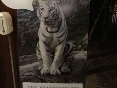 -清迈夜间动物园