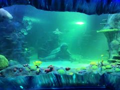 -悉尼海洋生物水族馆