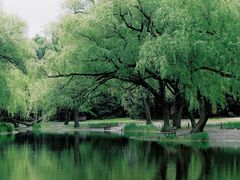 -上海共青森林公园