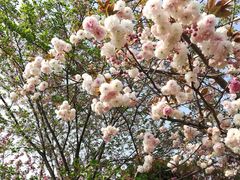 -高东镇樱花园