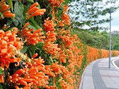 -东莞植物园