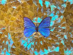 -上海昆虫博物馆