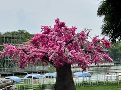 -祥源·阜阳生态乐园