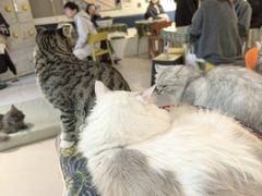 -平行世界·猫咖(首经贸店)