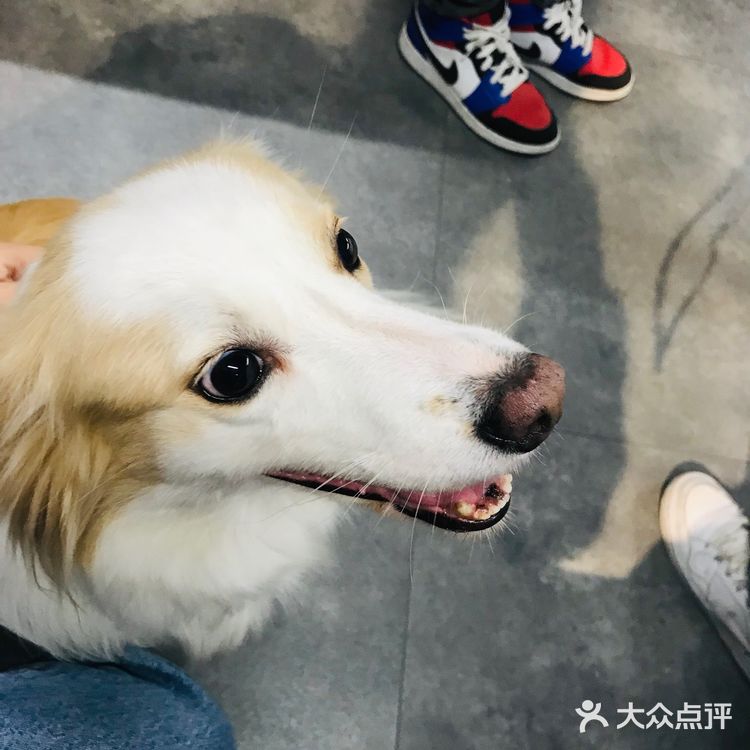 可惜我爸妈坚决的反对这把操作，我只能没事看看别人家的狗