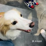 可惜我爸妈坚决的反对这把操作，我只能没事看看别人家的狗