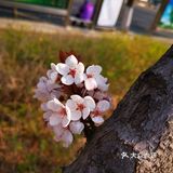 一生心事为花忙 花儿们怒放中