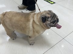 -美联众合动物医院·24h京西诊疗中心