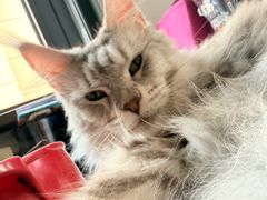 -翊宠yipet猫狗购宠庄园犬舍•猫舍