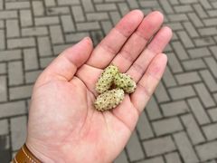 -御林古桑园