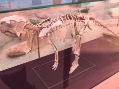 -陕西自然博物馆