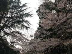 -武汉大学-樱园