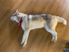 -Husky Go! 哈士奇体验馆·宠物咖啡厅狗咖