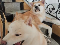 -喜柴咖啡·柴犬狗咖