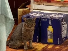 小店里的猫星人-洪齐林老镇