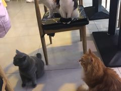 -平行世界·猫咖(首经贸店)