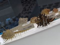 -贝壳梦幻世界
