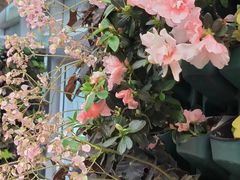 -石家庄市植物园