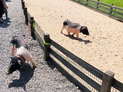 -前小桔亲子创意农场·草莓采摘·露营烧烤