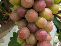 -美家乐农庄·露营·团建(大治路店)