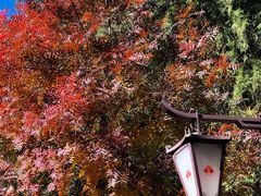 -北京西山国家森林公园