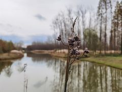 -黄海国家森林公园