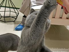 -藏猫猫咖啡主题馆(中央大道店)