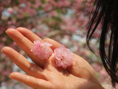 -广东花都香草世界旅游度假区