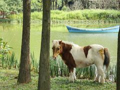 -森波拉奇妙世界