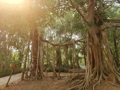 -中国科学院西双版纳热带植物园