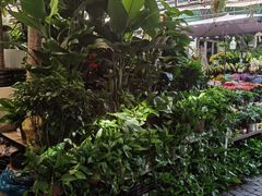 -曲阳花鸟市场(曲阳路店)