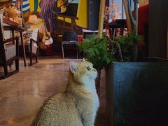 -咖法森林·咖啡  酒吧(天河店)