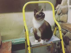 -猫咪博物馆(顶澳仔猫街店)