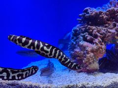 -上海海洋水族馆